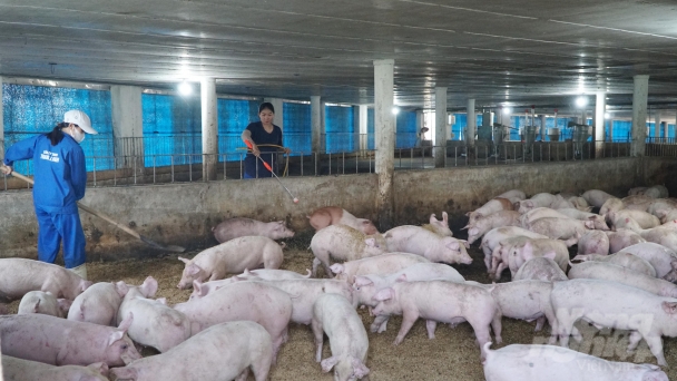 Preventing disease at the end of the year: Trang Linh and closed biosafe livestock farming