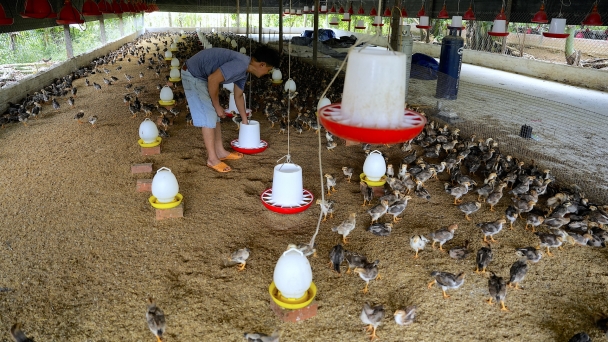 Ensuring poultry disease safety when increasing the flock size