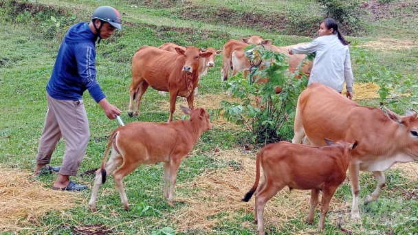 All the way to the forest to vaccinate livestock