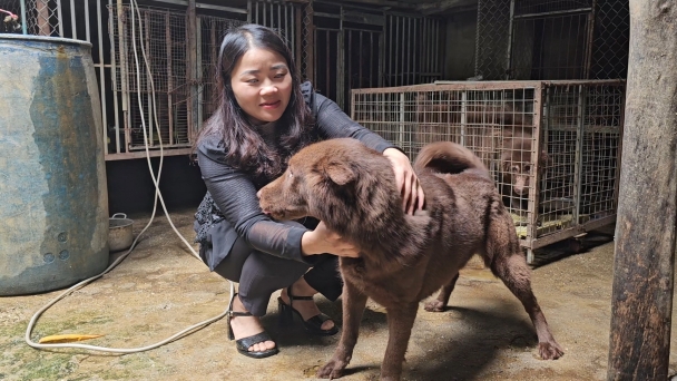 Issuing 'passports' for Bac Ha dogs