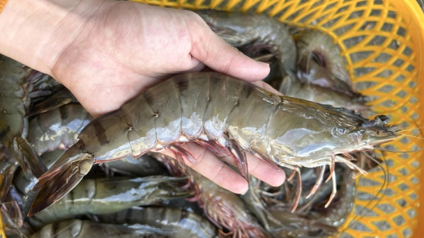 Lower the risks in shrimp farming with microorganisms