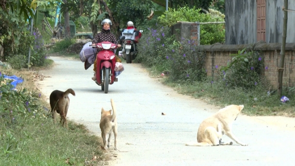 Bac Kan refuses to put its guard down while facing rabies epidemic