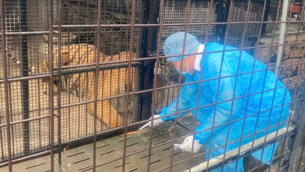 From the case of tigers, leopards, and lions dying from A/H5N1: Dong Nai patches the ‘hole’