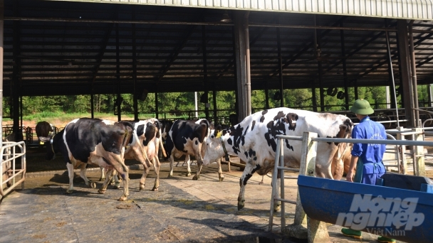 Disease-free livestock farming helps farms in Tuyen Quang ‘leisurely’ avoid disease