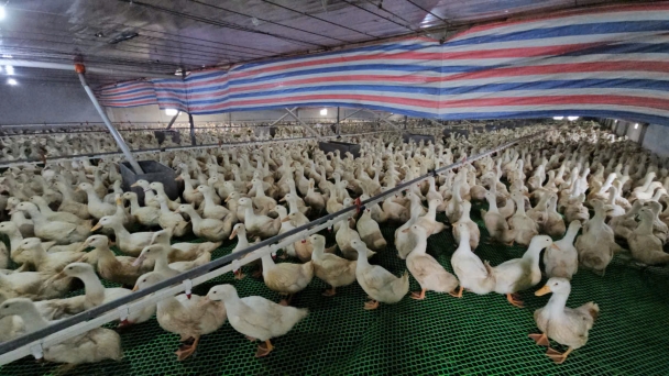 Thanh Hoa farmers let ducks live in ‘hotels’