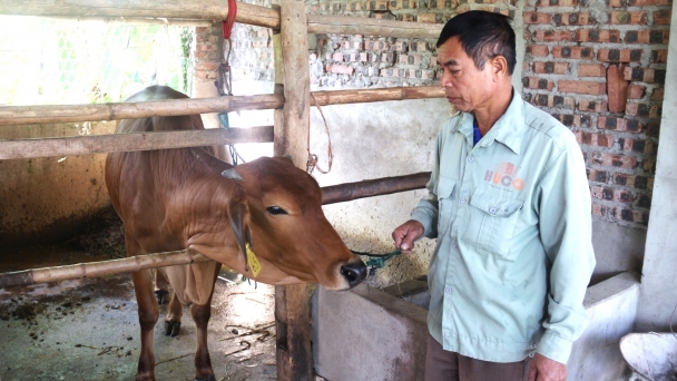 Preparing livestock for the cold while it is still warm