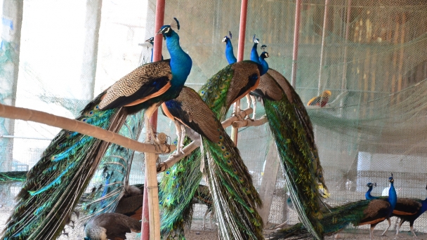 Tourism areas’ secret to raising peafowl in a disease-free environment