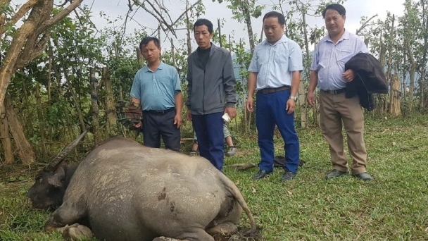 A highland village recorded 26 cattle dead, suspected of blackleg disease