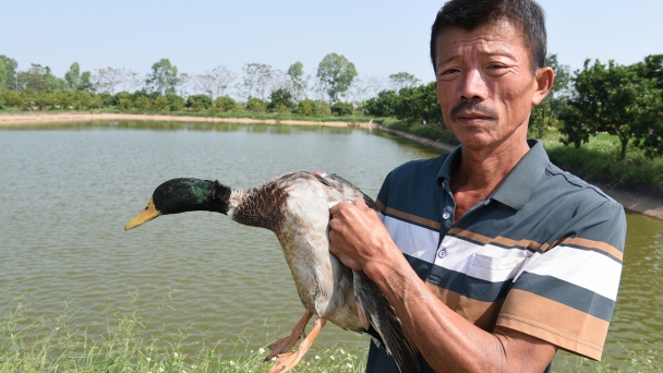 Couple in Hanoi raises ducks for 30 years and rarely fails