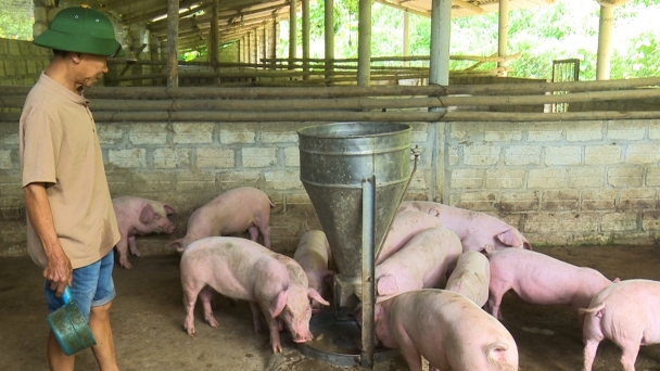 Bac Kan basically has African swine fever under control