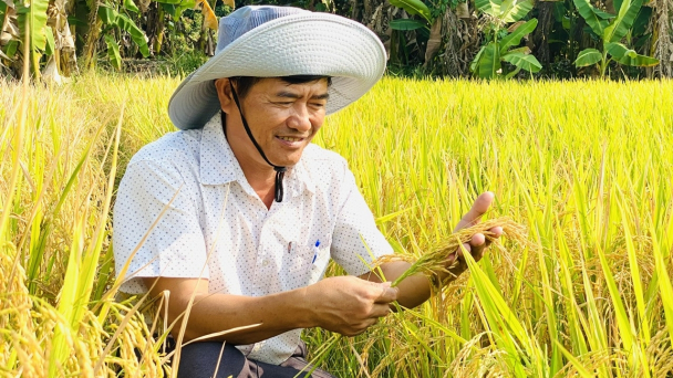 Can Tho’s low-emissions winter-spring rice model reduces costs by 15 - 20%