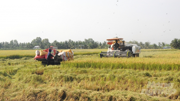 Producing low-emissions rice in Kien Giang, enterprises are rewarded with billions of VND