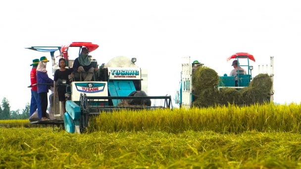 Proposing solutions to sustainably develop the rice industry