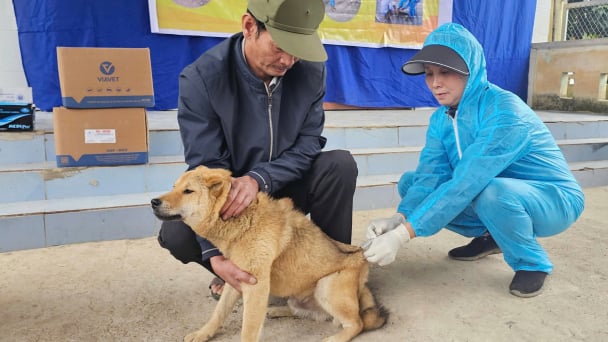 Going full force early for the rabies vaccination campaign