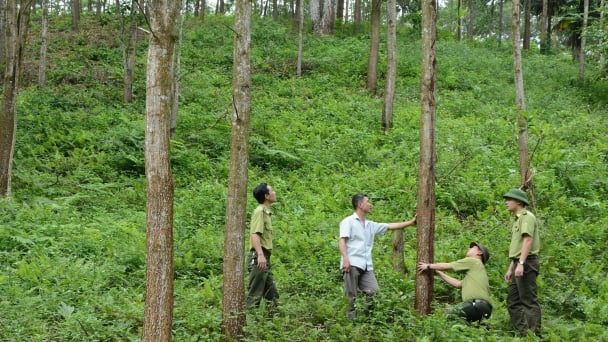 Large timber forest ‘thirst’ for support policies: Binh Dinh's large timber forests under great financial pressure