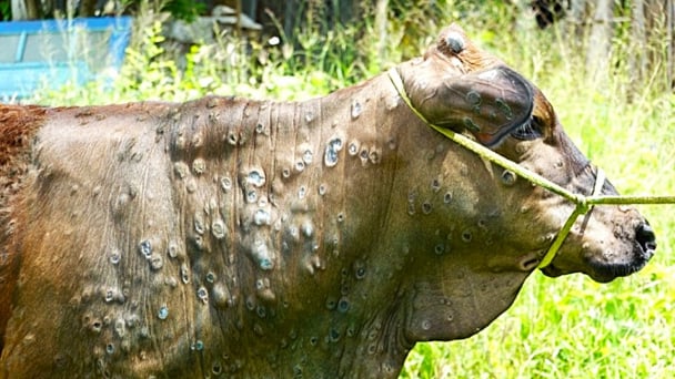 Four factors that make cows susceptible to lumpy skin disease