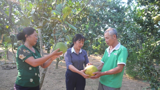 Loại bưởi ngon nhất Lào Cai được thăng hạng OCOP