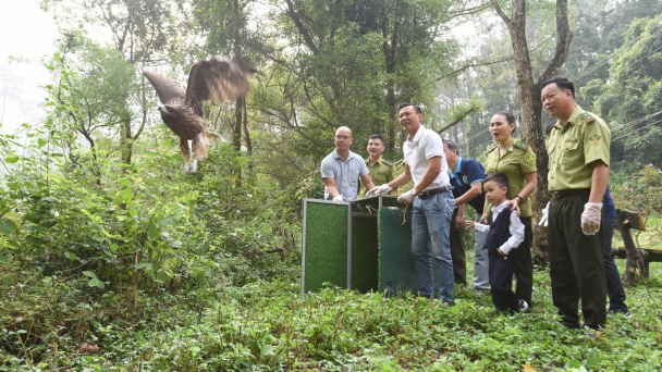 Tam Dao National Park reintroduces endangered and rare bird species