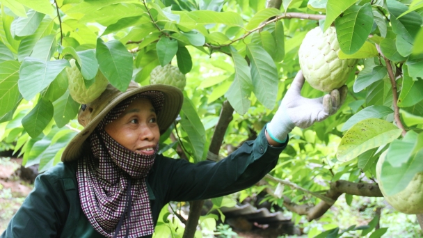 Thai Nguyen has 2.000 hectares of high-value concentrated fruit trees