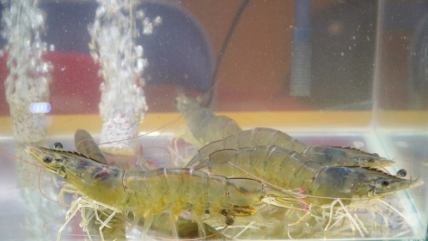 Finding the reason for the high production cost of Vietnamese shrimp