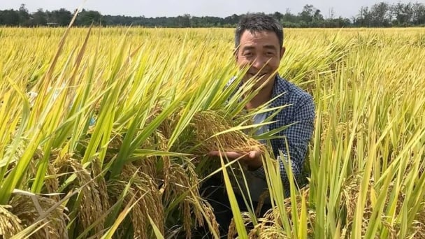 The Philippines favors Vietnam's OM5451 and DT8 rice varieties