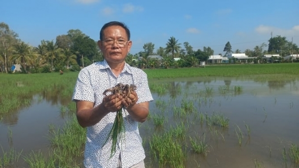 5.5 tons of rice damaged due to salinity from sea