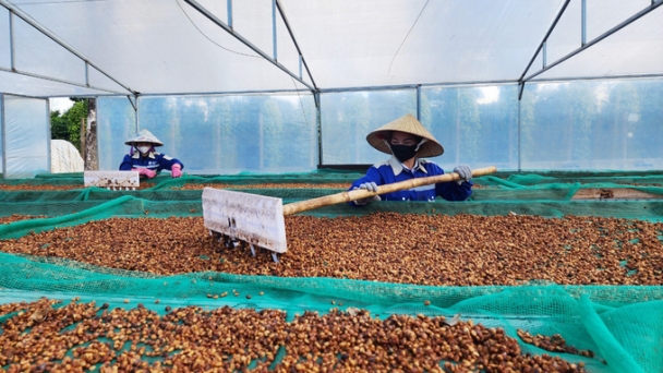 Building a value chain for high-quality Robusta coffee