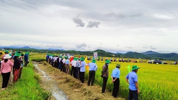 Nearly 20 years of rice farming without setbacks