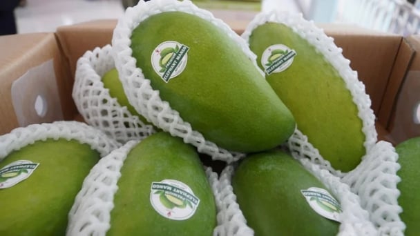 Exporting Can Tho green-skinned mangoes to Australia and the US