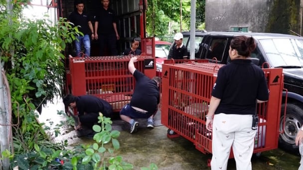 Successful rescue of two more moon bears