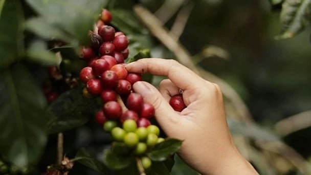 Coffee prices on 07/01/2024: A decrease over June