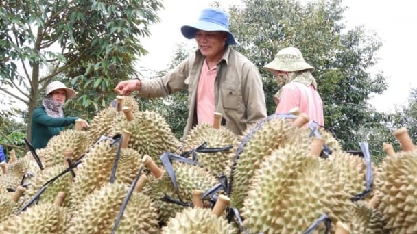 Dak Lak durian is facing difficulties although out of season