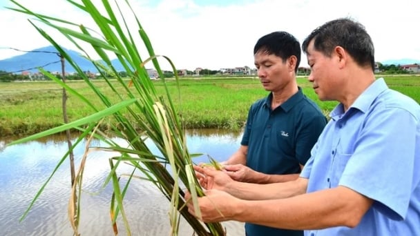 Competition between rice and fish on lazy fields