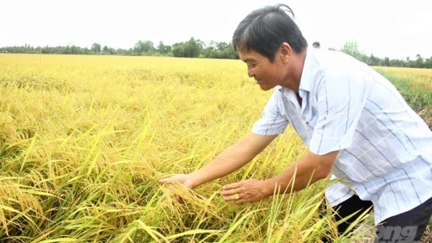 Farmers earn $ 1,400/ha thanks to smart rice cultivation