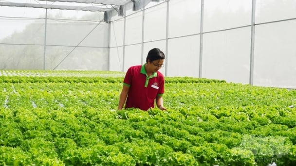 HCMC aims for 75-85% of high-tech agriculture in production