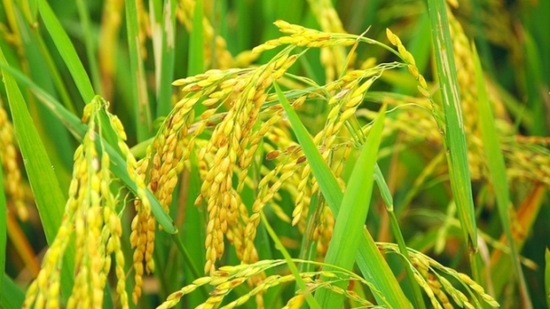 Rice prices on 08/9/2024: Slight domestic fluctuations