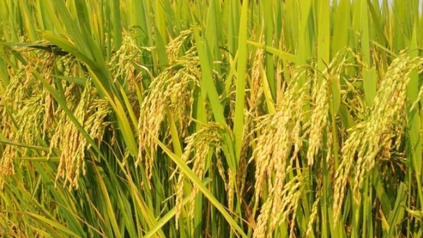 Rice prices on 09/05/2024: Mixed movements