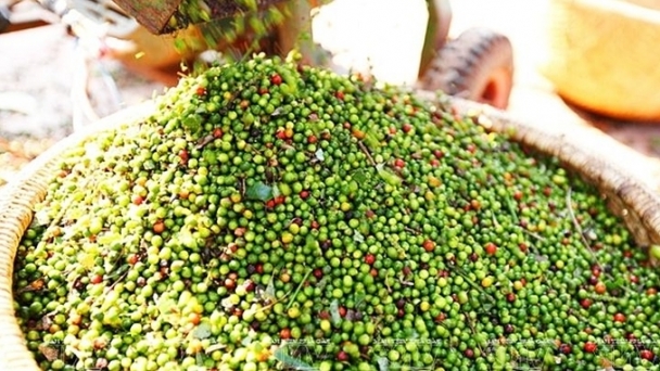 Pepper prices on 09/11/2024: Domestic prices rise sharply