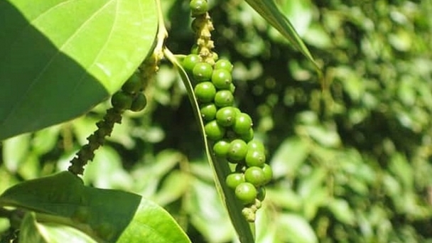 Pepper prices on 09/13/2024: Domestic prices remained flat