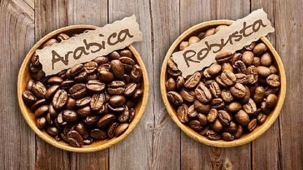 Coffee prices on 09/14/2024: The market rises sharply