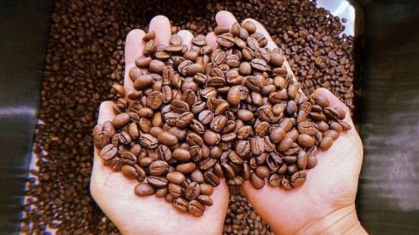 Coffee prices on 09/15/2024: This week increased by VND 6,000/kg