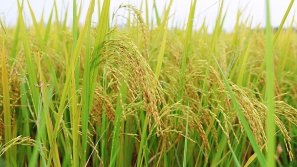 Rice prices on 09/19/2024: Slight decline