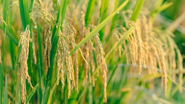 Rice prices on 09/23/2024: The market remains stable