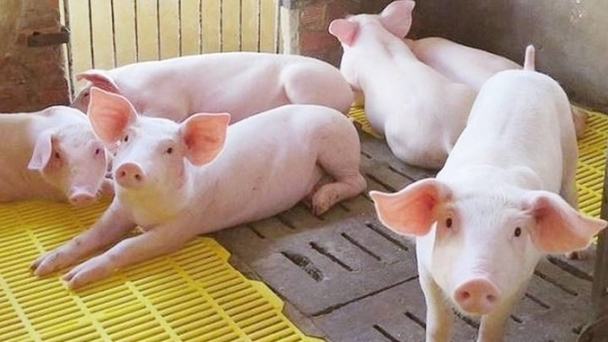 Live pig prices on 09/24/2024: Continue their upward trend