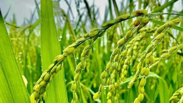 Rice prices on 10/02/2024: Rice continues to decline in price