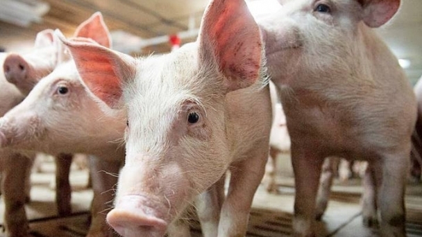 Live pig prices on 10/02/2024: All three regions remain stable