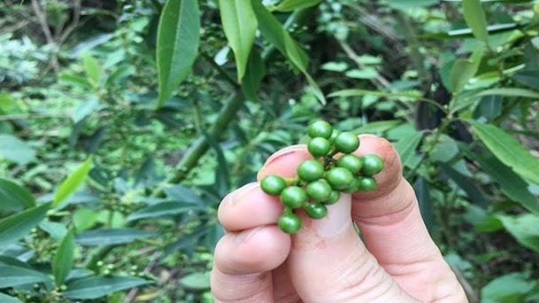 Pepper prices on 10/06/2024: Gia Lai sees a slight increase