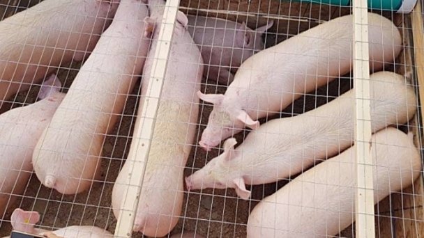 Live pig prices on 10/05/2024: The market remains stable