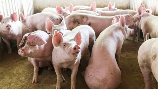 Live pig prices on 10/07/2024: Highest at VND 69,000/kg