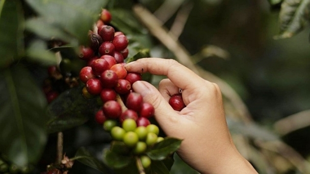 Coffee prices on 10/08/2024: Continue to decline sharply